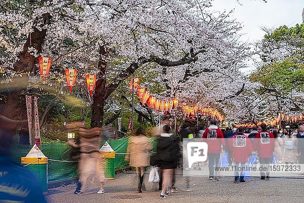 Menschenmenge unter leuchtenden Lampions in blühenden Kirschbäumen am Hanami Fest im Frühling, Ueno-Park, Tokio, Japan, Asien
