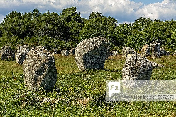 Carnac  Stehende Steine  Menhire in einer Reihe  Departement Morbihan  Frankreich  Europa