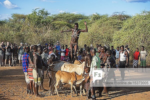 Young man of the Hamer tribe jumping over cattle backs  cattle jump ritual  becoming a man  Turmi  Lower Omo Valley  Omo Region  South Ethiopia  Ethiopia  Africa