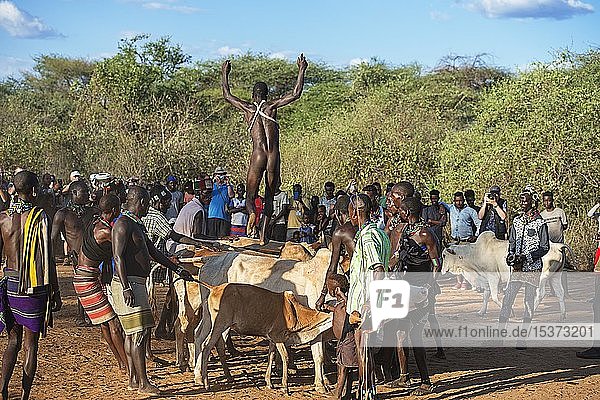 Junger Mann vom Stamm der Hamer springt über Rinderrücken  Ritual des Rindersprungs  Mannwerdung  Turmi  Unteres Omo-Tal  Omo-Region  Südäthiopien  Äthiopien  Afrika