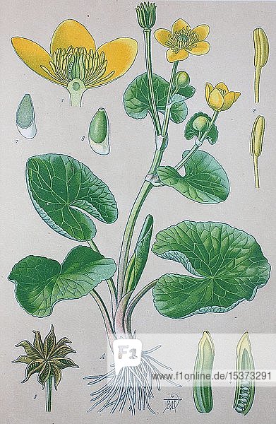 Sumpfdotterblume (Caltha palustris)  historische Illustration von 1885  Deutschland  Europa