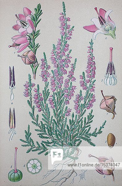 Gewöhnliches Heidekraut (Calluna vulgaris)  historische Abbildung von 1885  Deutschland  Europa