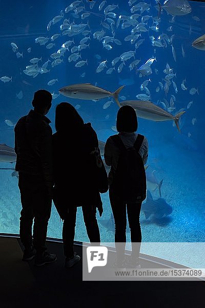 Silhouettes of visitors in front of a large aquarium with large fish  Osaka Aquarium Kaiyukan  Osaka  Japan  Asia
