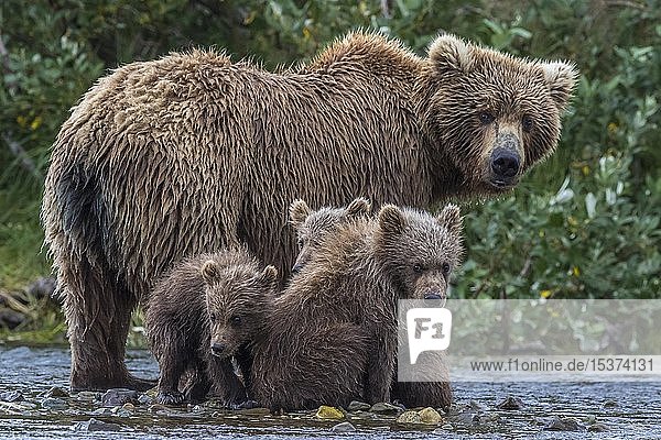 Brown Bears Ursus Arctos , Mother And Cubs In Brooks River, Katmai ...