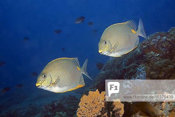 Goldfleck-Kaninchenfische (Siganus guttatus) Dumaguete Negros Philippinen Asien