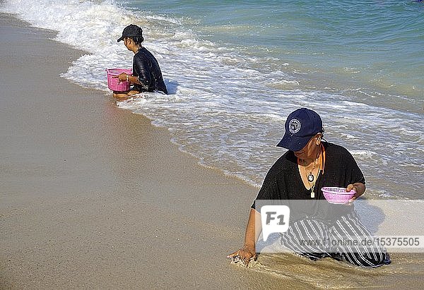 Thailändische Frauen suchen im Sand nach angeschwemmten Muscheln Lamai Strand Koh Samui Golf von Thailand Thailand Asien