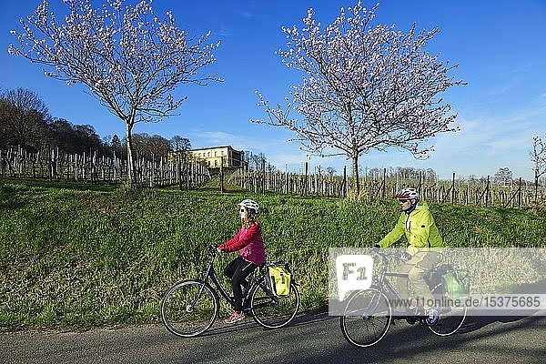 Radfahrer vor Schloss Villa Ludwigshöhe und blühenden Mandelbäumen  Rhodt unter Riedburg  Deutsche Weinstraße  Rheinland-Pfalz  Deutschland  Europa