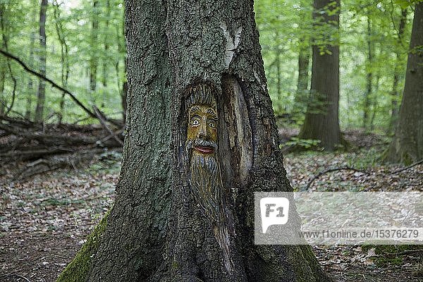 Geschnitztes Baumgesicht in einem Baumstamm Steckeschlääfer-Klamm im Morgenbachtal Binger Stadtwald Bingen am Rhein Rheinland-Pfalz Deutschland Europa