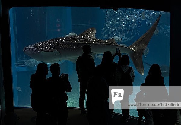 Silhouettes of visitors in front of a large aquarium with sea fish  large Whale shark (Rhincodon typus) swimming by  Osaka Aquarium Kaiyukan  Osaka  Japan  Asia