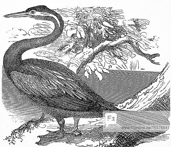 Anhinga  Schlangenvogel  Darter  Amerikanischer Darter  oder Wassertruthahn  Schlangenhalsvogel  1889  historischer Holzschnitt  Frankreich  Europa