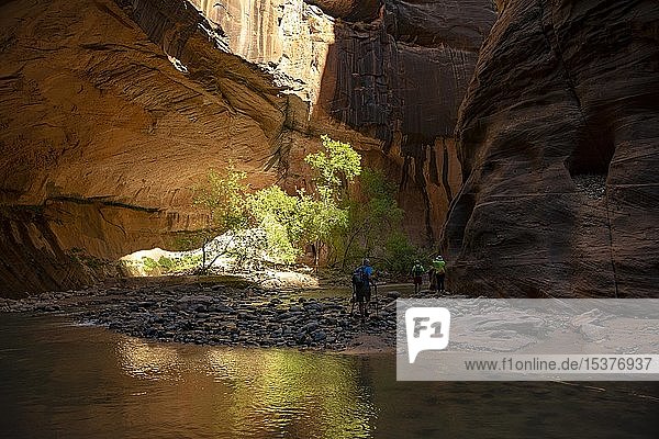 Wanderer The Narrows Engstelle des Virgin River Steilwände des Zion Canyon Zion Nationalpark Utah USA Nordamerika