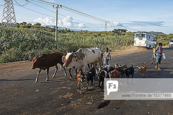 Native kids herding cattle on the main road  Gidole  Ethiopia  Africa