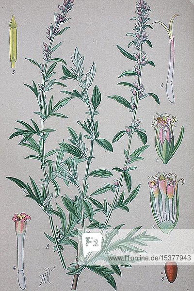 Gemeiner Beifuß (Artemisia vulgaris)  historische Abbildung von 1885  Deutschland  Europa