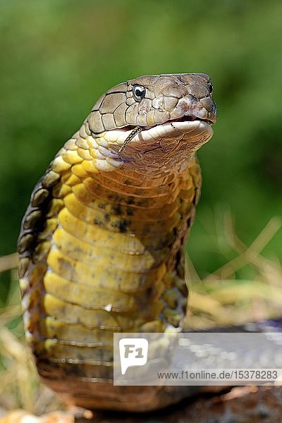 Königskobra (Ophiophagus hannah)  eine Schlange fressend  Tierporträt  Thailand  Asien