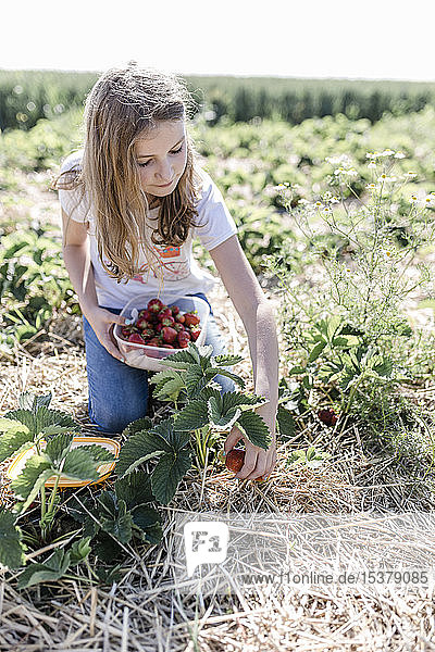 Mädchen pflückt Erdbeeren auf einem Feld
