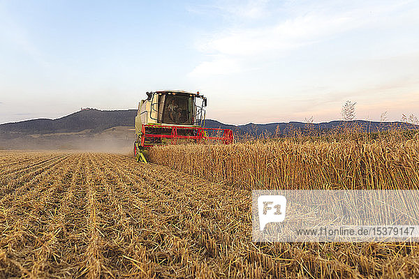 Organic farming  wheat field  harvest  combine harvester in the evening