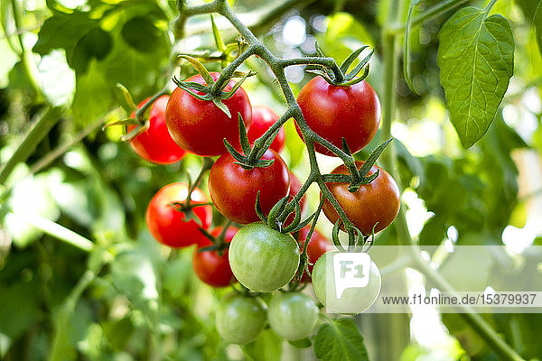 Bio-Tomatenpflanze  rote und grüne Tomaten