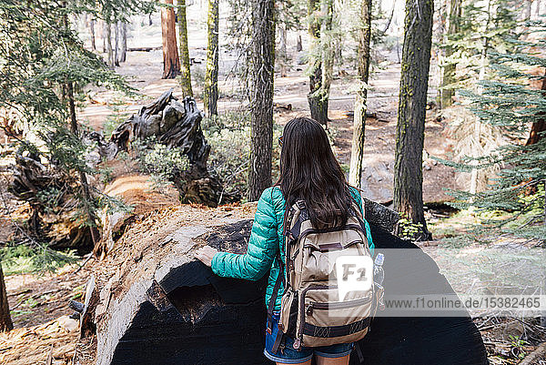 Woman with backpack hiking among the giant trees in the forest in Sequoia National Park  California  USA