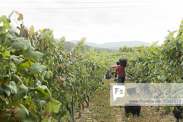 Man carrying harvested blue grapes in vineyard