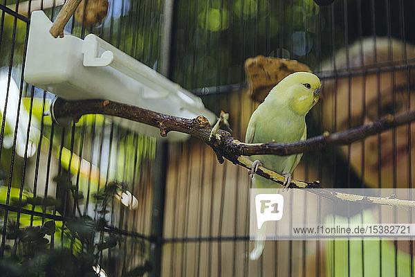 Boy watching budgie sitting in a cage on a twig