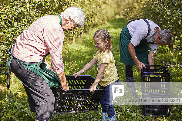 Girl harvesting organic williams pears  helping farmers