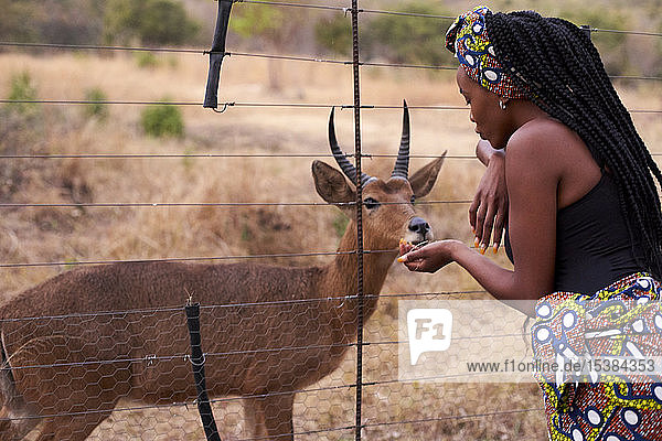 Junge Frau in afrikanischem Stil füttert Gazelle durch einen Zaun