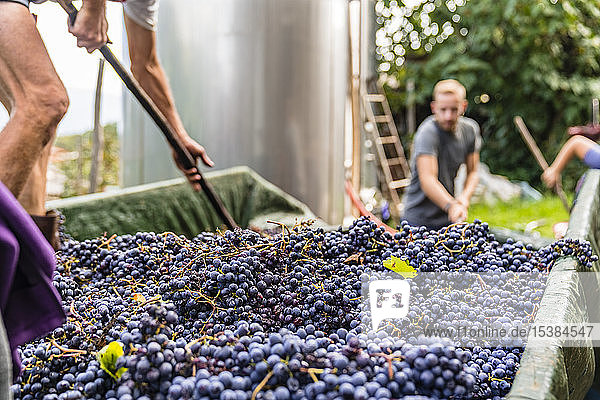 Man standing on trailer with harvested grapes for processing