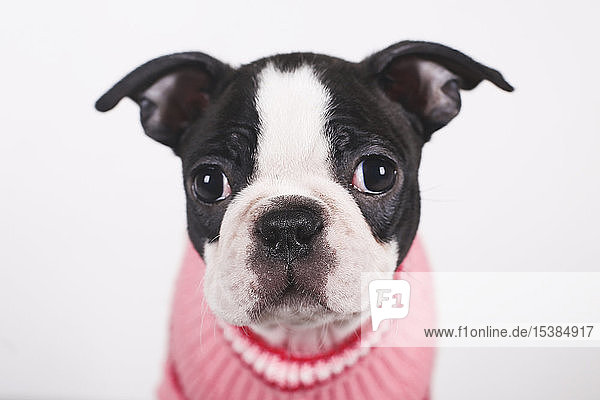 Porträt eines Boston-Terrier-Welpen in rosa Pullover