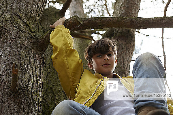 Porträt eines auf einen Baum kletternden Jungen