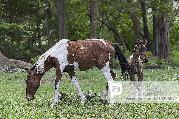 USA  Hawaii  Big Island  wild horse  foal