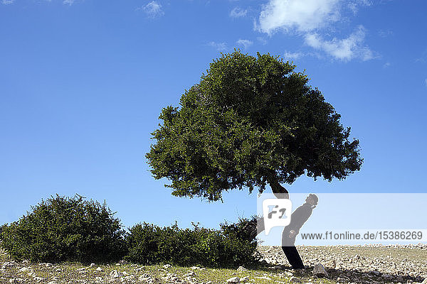 Morocco  Sidi Kaouki  man wearing a bowler hat standing crooked at a tree