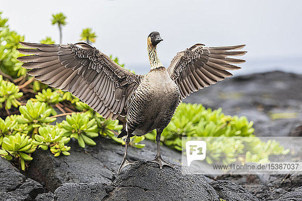 USA  Hawaii  Big Island  Volcanoes National Park  Hawaiianische Gans  die ihre Flügel ausbreitet
