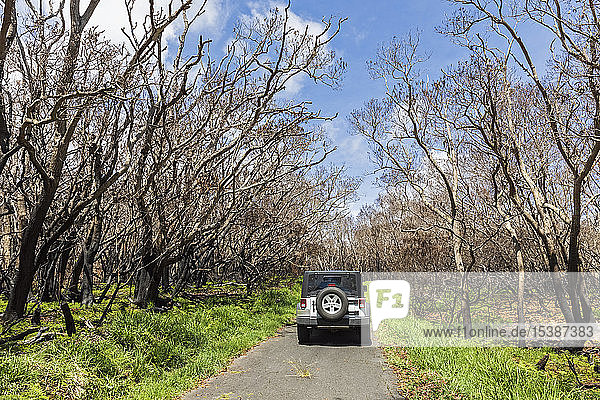 USA  Hawaii  Big Island  Mauna Loa Road  jeep  burned trees