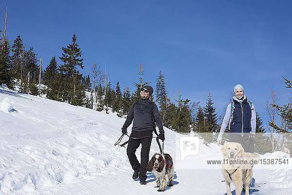 Germany  Bavarian Forest  Lusen  woman and man with dogs hiking in winter