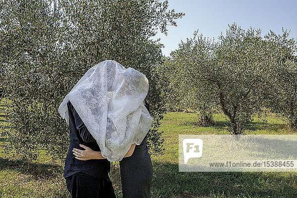 Italy  Tuscany  couple in olive grove kissing under a cloth