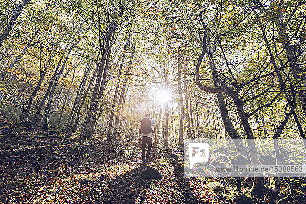 Spain  Navarra  Irati Forest  young man standing in lush forest