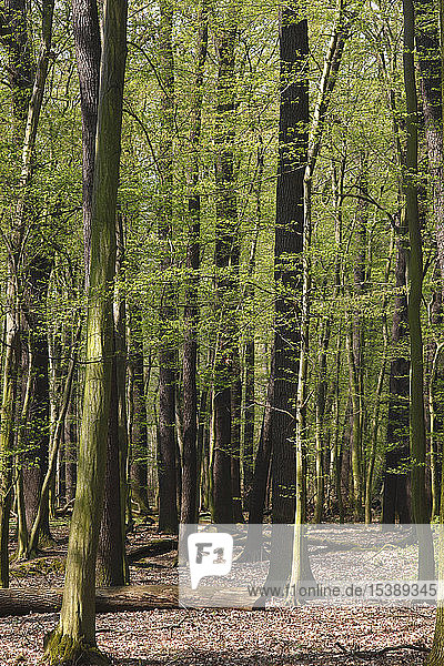 Deutschland  Wald im April