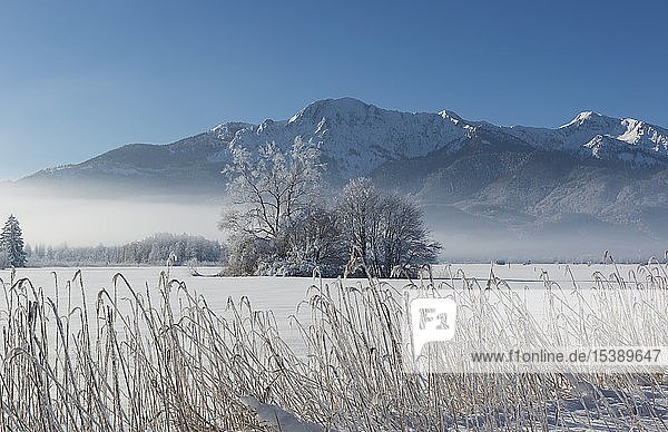 Deutschland  Oberbayern  Werdenfelser Land  Winterlandschaft  Bäume und Schilfgras