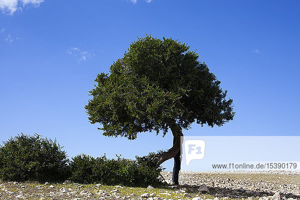 Morocco  Sidi Kaouki  man wearing a bowler hat standing behind a a tree