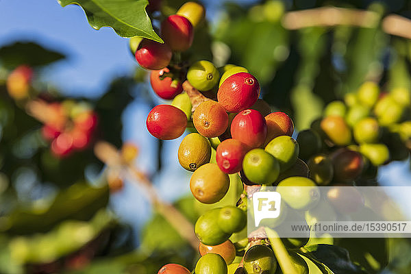 Coffee berries  close-up