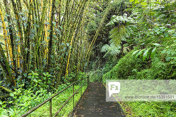 USA  Hawaii  Big Island  Akaka Falls State Park  bamboo forest