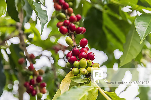 Coffee berries  close-up