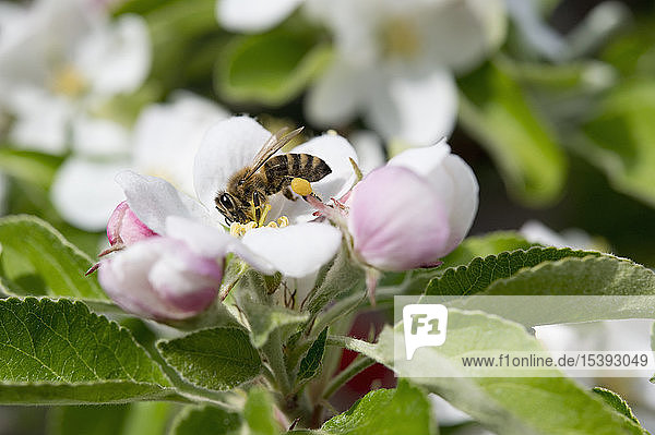 Biene auf einer Apfelblüte  Bayern  Deutschland