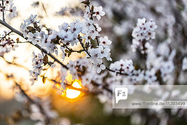 Kirschpflaumenblüten bei Sonnenuntergang