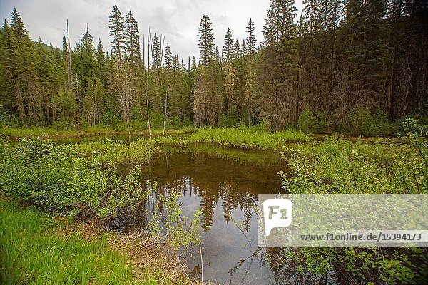 Roosevelt Grove of Ancient Cedars ist ein seltener Wald mit bis zu 2.000 Jahre alten Bäumen oberhalb des Priest Lake in Nord-Idaho.
