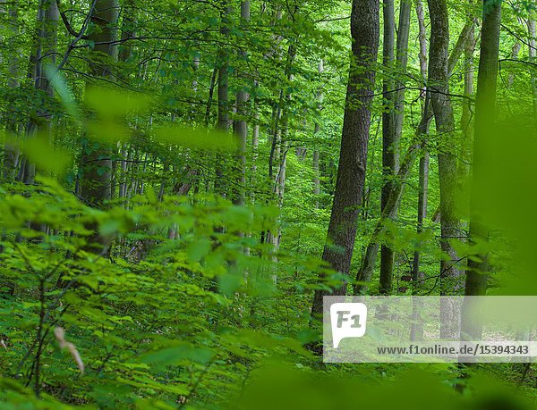 Das Waldgebiet Hainich in Thüringen  Nationalpark und Teil des UNESCO-Welterbes - Buchenurwälder der Karpaten und Alte Buchenwälder Deutschlands. Europa  Mitteleuropa  Deutschland  Thüringen.