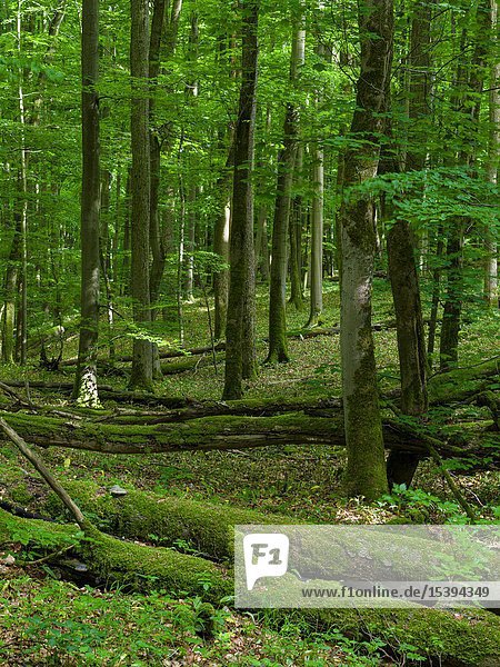 Totholz  grobes Totholz und umgestürzte Bäume im NP. Das Waldgebiet Hainich in Thüringen  Nationalpark und Teil des UNESCO-Welterbes - Buchenurwälder der Karpaten und Alte Buchenwälder Deutschlands. Europa  Mitteleuropa  Deutschland  Thüringen.