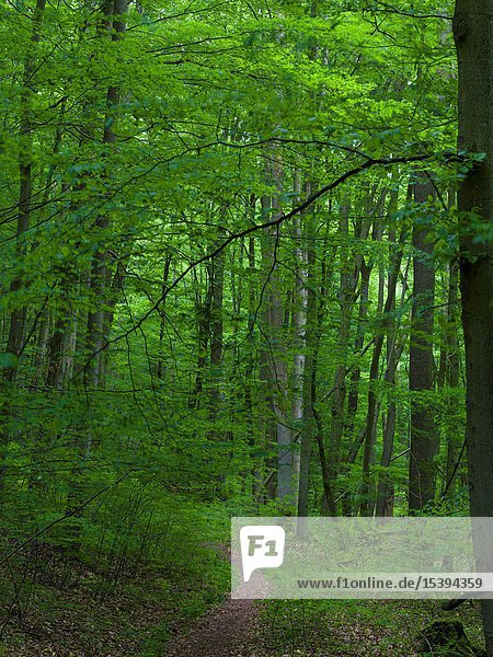 Wanderweg im NP. Das Waldgebiet Hainich in Thüringen  Nationalpark und Teil des UNESCO-Welterbes - Buchenurwälder der Karpaten und Alte Buchenwälder Deutschlands. Europa  Mitteleuropa  Deutschland  Thüringen.