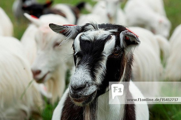 Goats in Kalamatsi Dairy in JÃ¤rva county