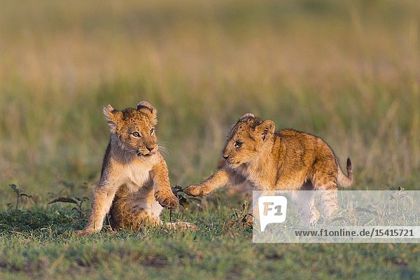 African Lion cubs (Panthera leo)  Masai Mara National Reserve  Kenya  East Africa.